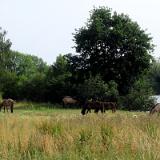 2306G 020 Minden-Bremerhaven